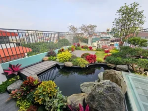 Tiểu cảnh sân vườn trên sân thượng với hồ cá, đá tự nhiên và thảm cỏ xanh.